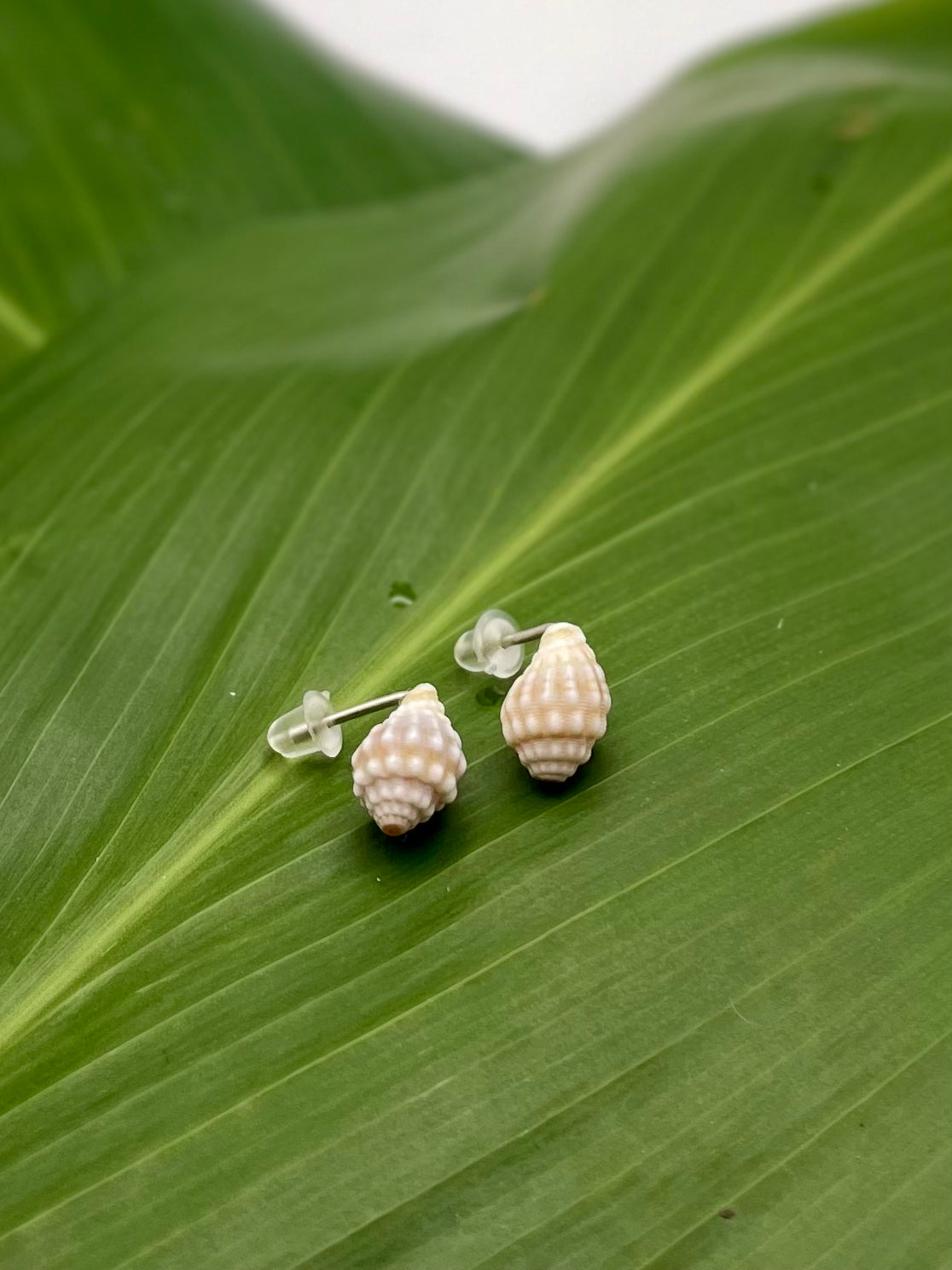 White Shell Studs