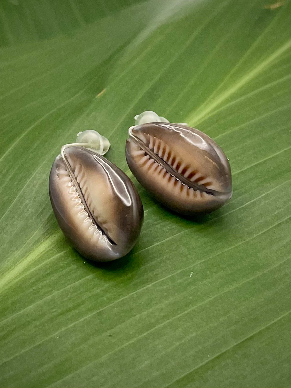 Cowrie Shell Studs