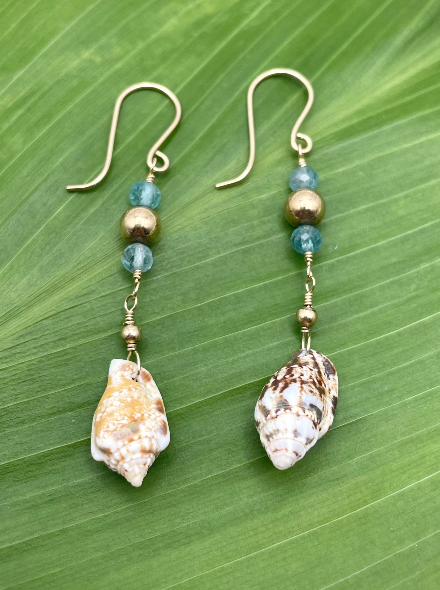 Stromb Shell w/ Apatite