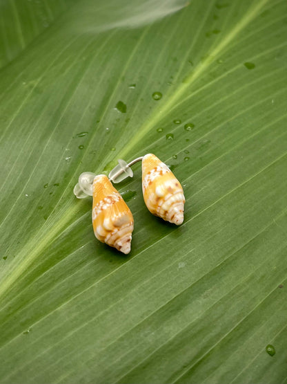 Stromb Shell Studs