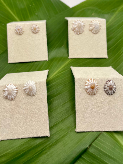 False White Opihi Stud Shells