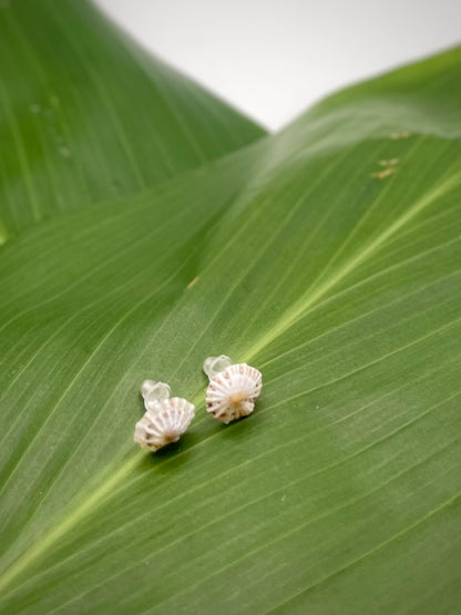 False White Opihi Stud Shells